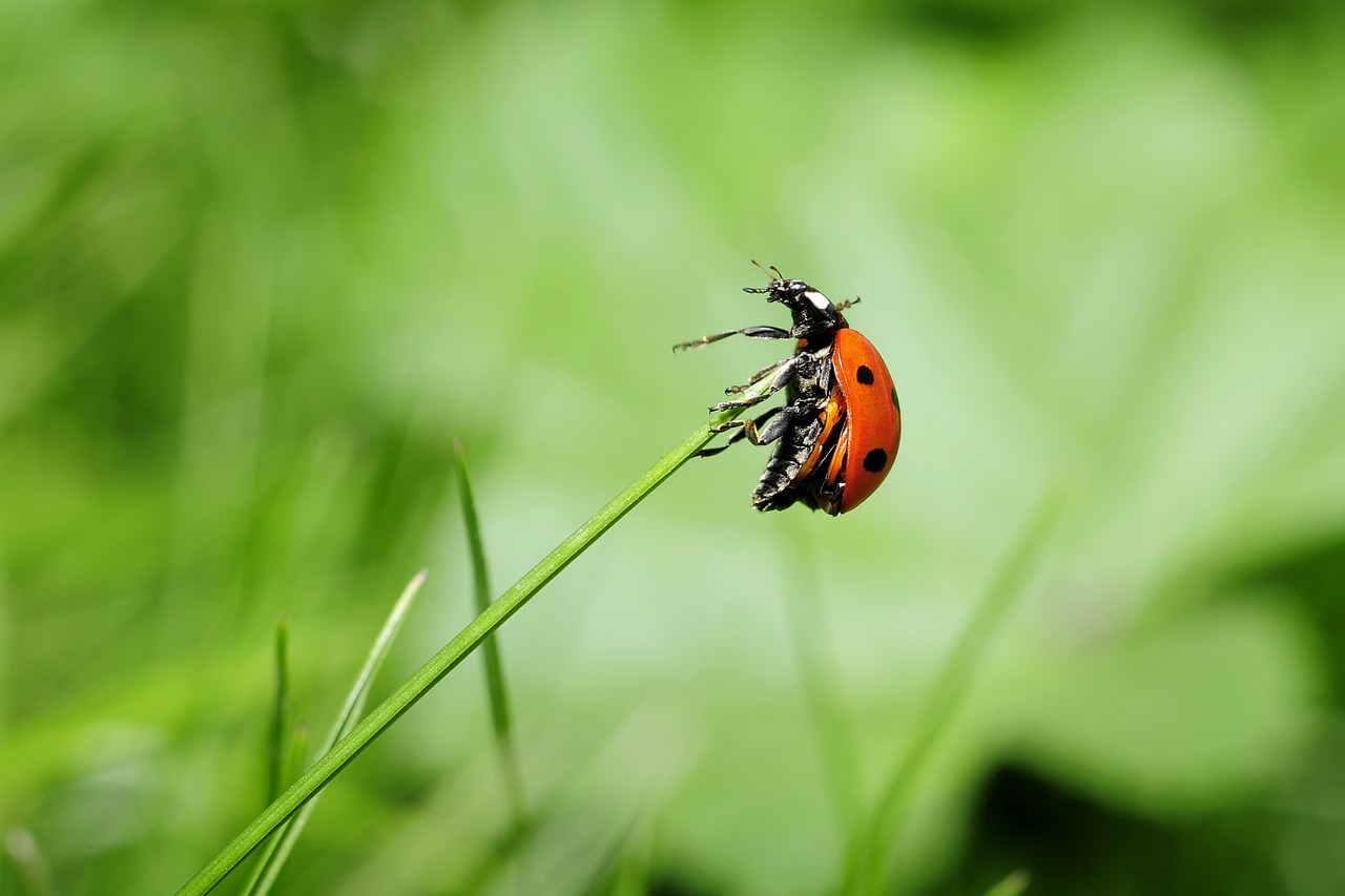 coccinelle