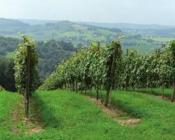 L'enherbement du vignoble