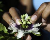 Cultiver des fruits et légumes tropicaux sans utiliser de désherbant