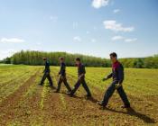 glyphosate