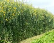 Crotalaria juncea, plante de service, en rotation avec l'ananas  Crédit : Cirad