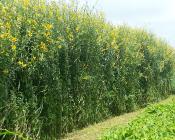   Crotalaria juncea, plante de service, en rotation avec l'ananas  Crédit : Cirad