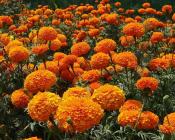 Œillets d’inde assainissants contre les œufs de nématodes avant une culture de rosiers  Crédit : le jardin de ma grand-mère