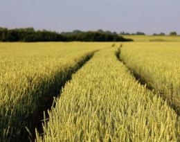 Grandes cultures / Polyculture-élevage