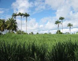 alt-tropic