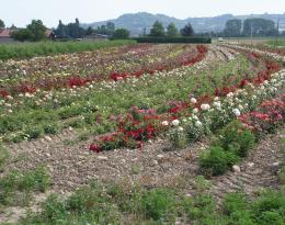 ROSIERS