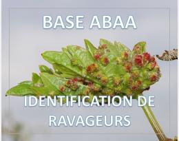 Phylloxera de la vigne