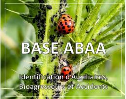 base abaa