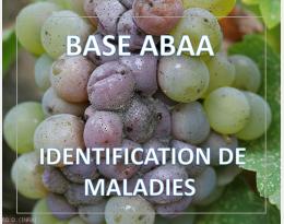 Botrytis ou pourriture grise