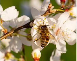 Santé des abeilles : travaux de l'Anses