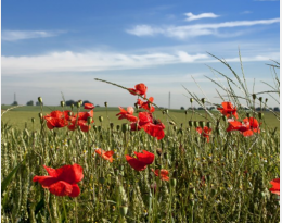 coquelicots