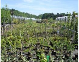 vidéos dephy horti