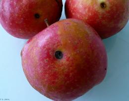 Impact de la pénétration de la chenille du carpocapse (Cydia pomonella) dans les pommes (photo B.Petit, INRA)