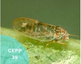 cepp 39