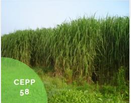 cepp 58