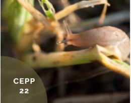 cepp 22