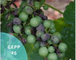 cepp 25