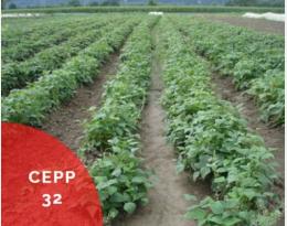 cepp 32